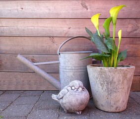 Yellow Calla, zinc watering can and concrete bird in front of a wooden wall in the garden. Garden decoration.
