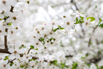 Branches of blooming white flowers of cherry plum or cherry in early spring.
