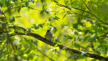 Spatz im Wald