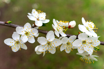 abundant white flowers on a fruit tree pear