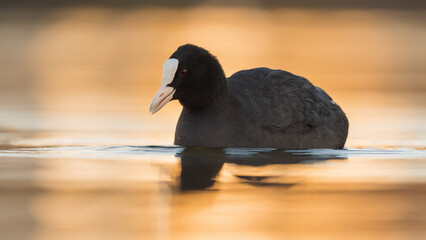 Blässhuhn (Fulica atra) im Herbst auf einem Fluss