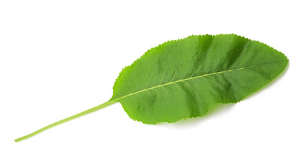 Frash  horseradish leaf