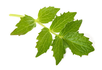 Fresh Valerian leaf
