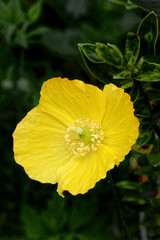 Close up of a yellow California Poppy flower  (Eschscholzia californica,)