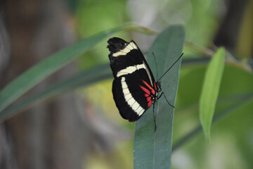 Amazing Capture of a Beautiful Winged Butterfly