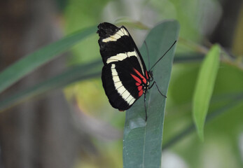 Patterned Wing on a Black White and Red Butterfly