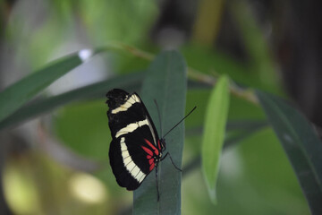Pretty Wings on a Black White and Red Butterfly