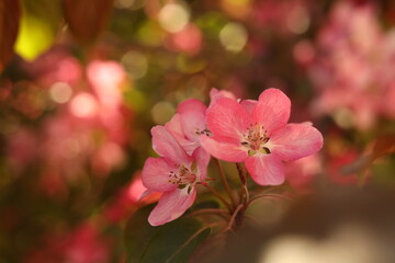Naklejka na ściany i meble close up of pink flower