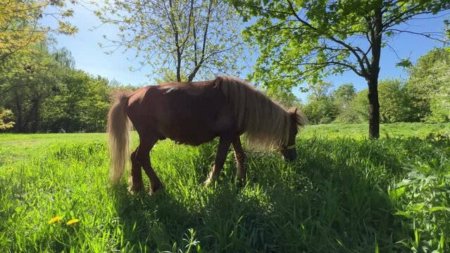 Brown pony grazes on a green meadow with dandelions on a sunny spring day. Low angle shot