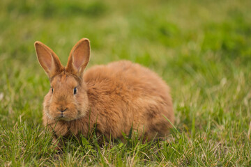 orange rabbit on the lawn grazes the grass