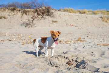 The Dog Jack Russell Terier on the beach