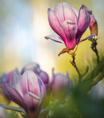 Fototapeta premium flower of the sky