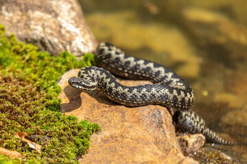 Portrait of a male european crossed viper in early spring,  vipera berus