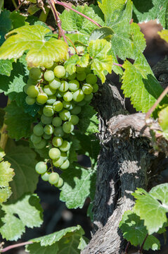 Racimo de uvas en un parral en el norte de Tenerife, Canarias