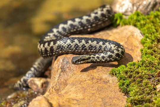 Portrait of a male european crossed viper in early spring,  vipera berus