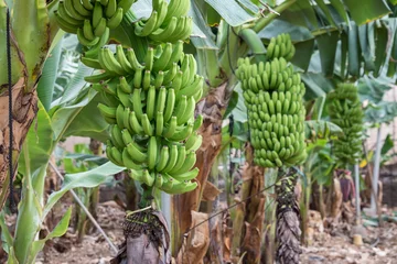 Foto op Canvas Plantación de plátanos en una finca en el norte de la isla de Tenerife, Canarias © s-aznar