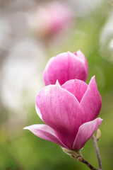 pink magnolia bud