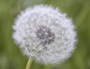 Dandelion head