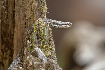  Portrait of a female european crossed viper in early spring, vipera berus