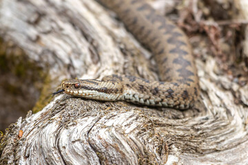  Portrait of a female european crossed viper in early spring, vipera berus