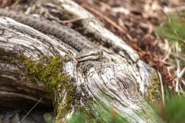  Portrait of a female european crossed viper in early spring, vipera berus
