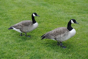Canada geese grazing on freshly cut grass close up macro