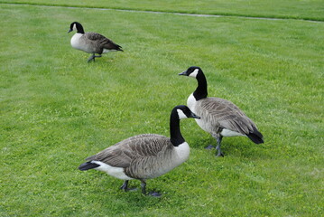 Canada geese grazing on freshly cut grass close up macro