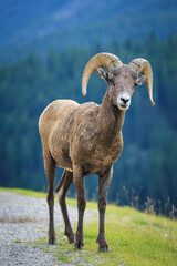 Bighorn Sheep (Ovis canadensis), Banff National Park, Alberta, Canada