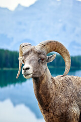 Bighorn Sheep (Ovis canadensis), at Lake Minnewanka, Banff National Park, Alberta, Canada