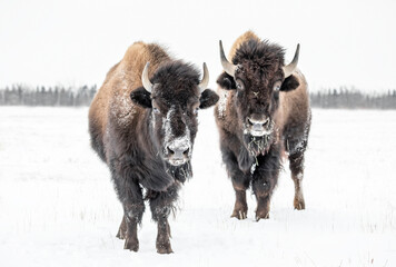 Plains Bison, (Bison bison bison) of Amerikaanse buffels, in de winter, Riding Mountain National Park, Manitoba, Canada.