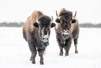 Foto op Plexiglas Plains Bison, (Bison bison bison) of Amerikaanse buffels, in de winter, Riding Mountain National Park, Manitoba, Canada. © Ken Gillespie