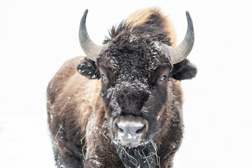 Plains Bison, (Bison bison bison) or American Buffalo, in winter, Riding Mountain National Park, Manitoba, Canada. © Ken Gillespie