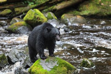 Black Bear, Ursus americanus, standing on rock, Thornton Creek, Vancouver Island, British Columbia, Canada - obrazy, fototapety, plakaty