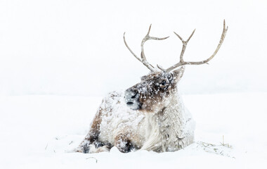 Obraz premium Boreal Woodland Caribou also known as Reindeer in a snowstorm, Manitoba, Canada. 