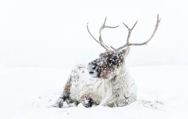 Fotobehang Boreal Woodland Caribou also known as Reindeer in a snowstorm, Manitoba, Canada.  © Ken Gillespie