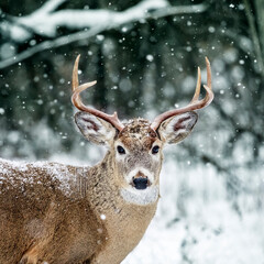 White-tailed Deer Buck, Odocoileus virginianus, in winter snowfall, Birds Hill Provincial Park,...