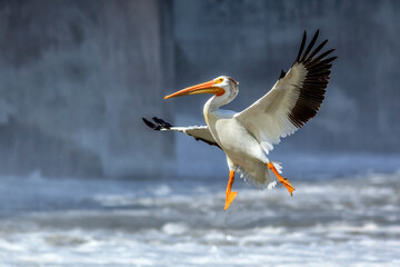American White Pelican over the Red River.  Lockport, Manitoba, Canada.