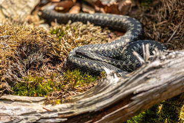 Portrait of a male european crossed viper in early spring,  vipera berus
