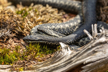 Portrait of two male european crossed viper in early spring during mating season, vipera berus