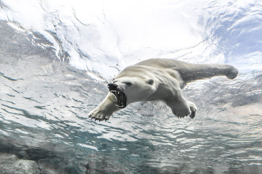 Aggressive Polar Bear (Ursus maritimus), swimming underwater at the Journey to Churchill, Assiniboine Park Zoo, Winnipeg, Manitoba, Canada.
