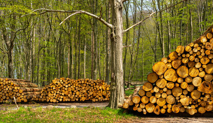 Holzstapel am Wegrand im Wald, Insel Rügen
