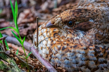 Hazel grouse. Female grouse incubating eggs in the nest. View from close up