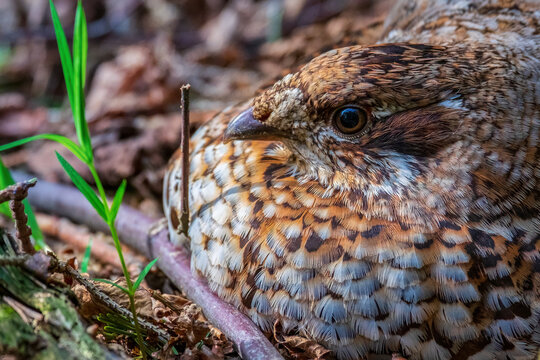 Hazel grouse. Female grouse incubating eggs in the nest. View from close up