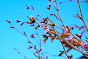 咲きかけの桜と青空
