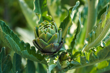 green artichoke plants with ripe flower heads ready to new harvest