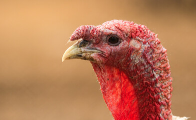 Close-up portrait of a turkey