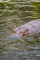 pływający w wodzie hipopotam, widoczne oczy i uszy - obrazy, fototapety, plakaty