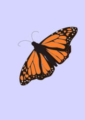 butterfly vector illustration