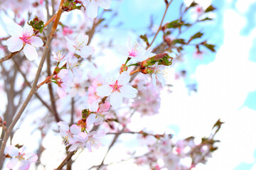 開花した桜の花と青空