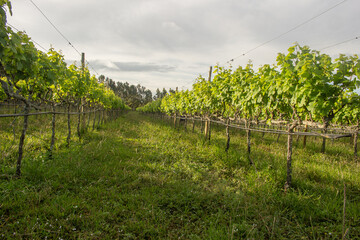 Fototapeta na wymiar planting grapes on a cloudy day